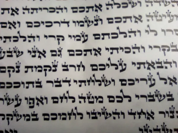 ⁦ספר תורה מהודר -נוסח אשכנזי כתב ב"י⁩ – תמונה ⁦2⁩
